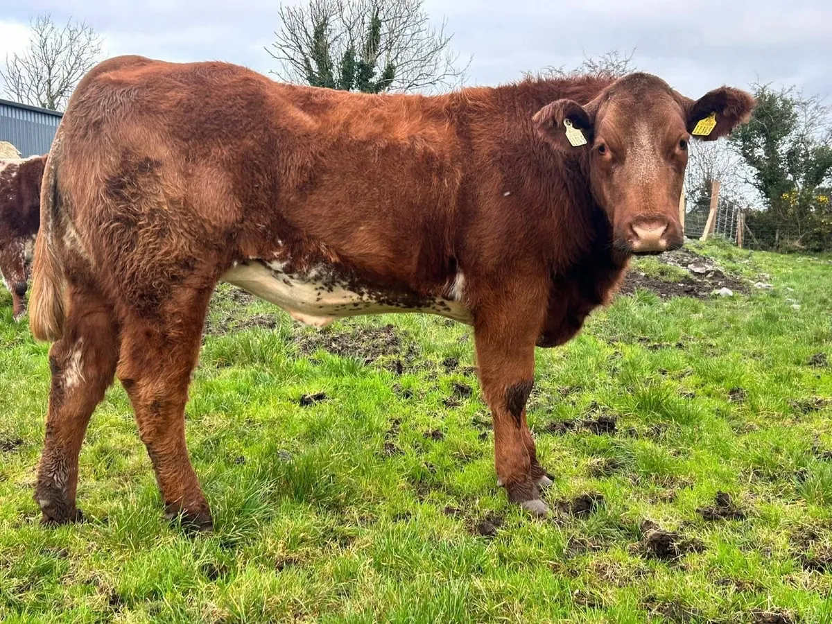 Cow Makers for Breeding Heifer Sale in Balla - Image 4