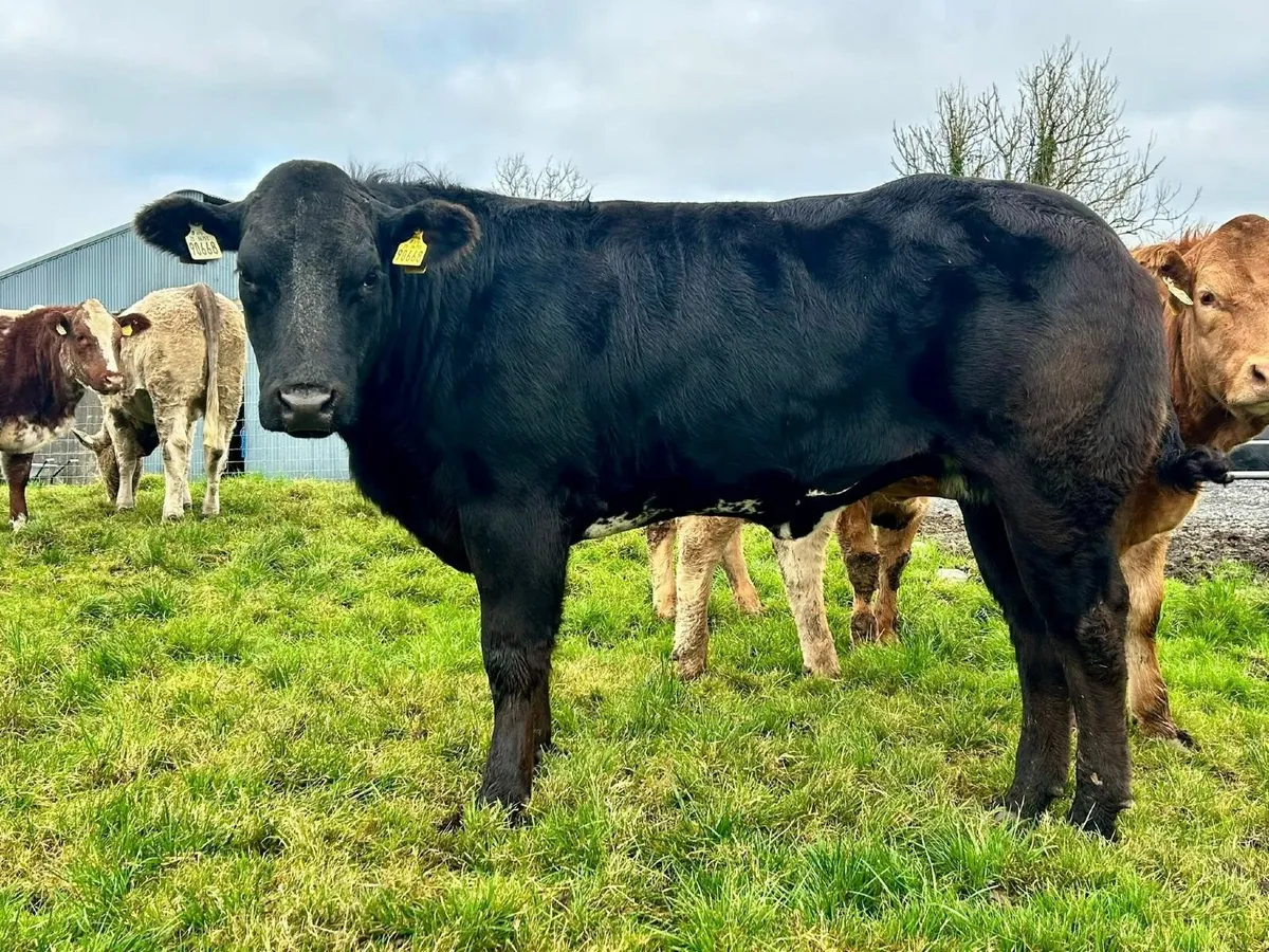 Cow Makers for Breeding Heifer Sale in Balla - Image 1