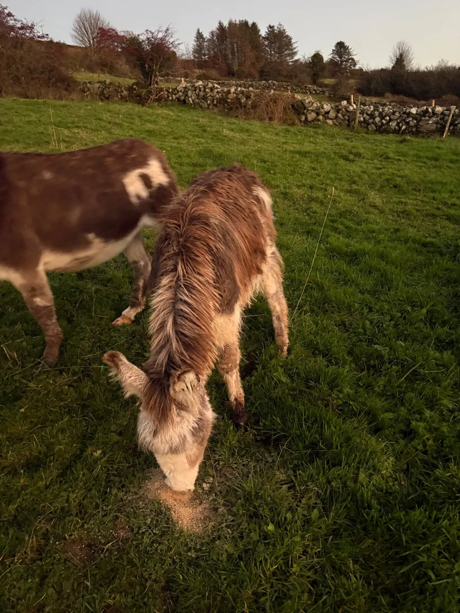 Piebald Jack foal - Image 3