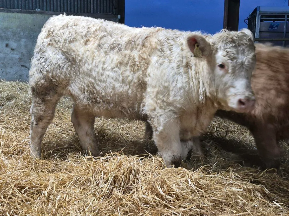 🌟 PBR Charollais Heifer 🌟 - Image 2