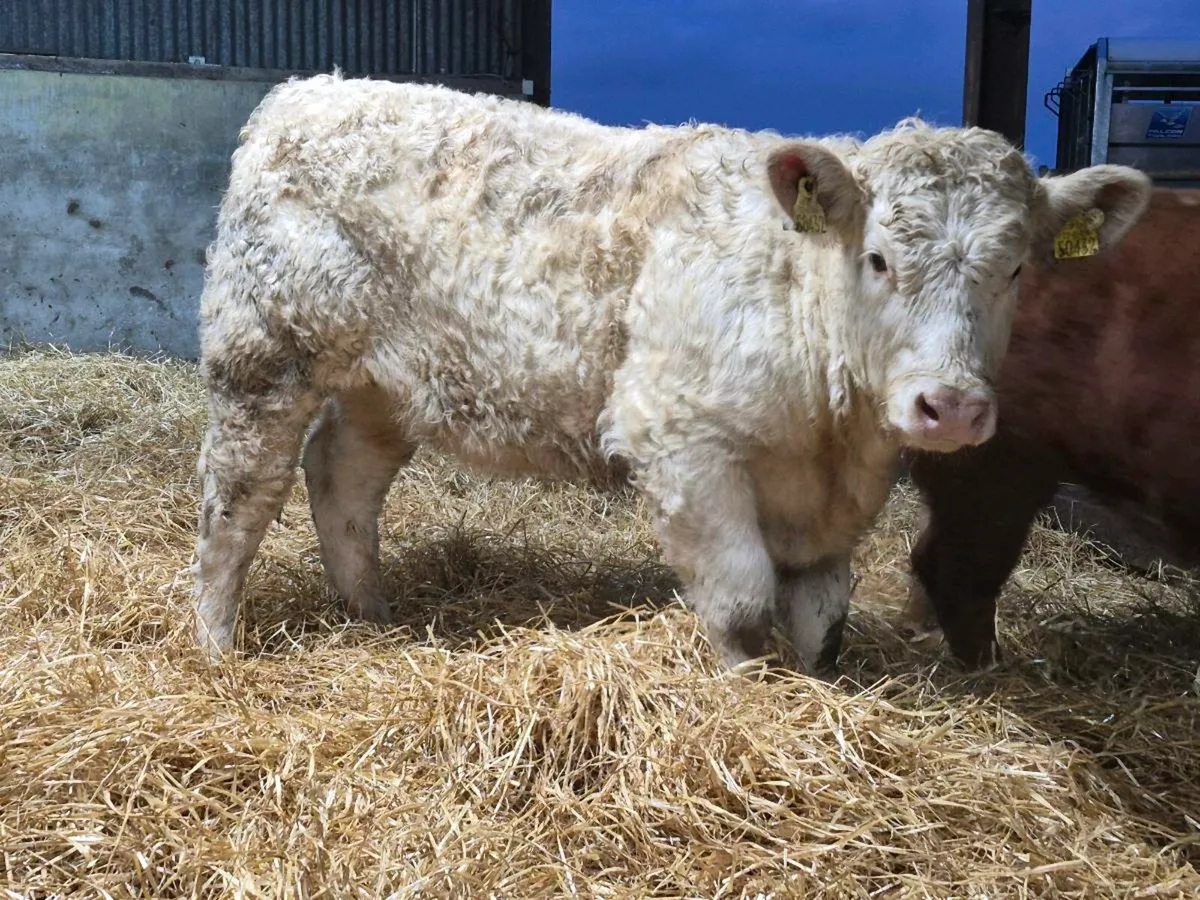 🌟 PBR Charollais Heifer 🌟 - Image 3