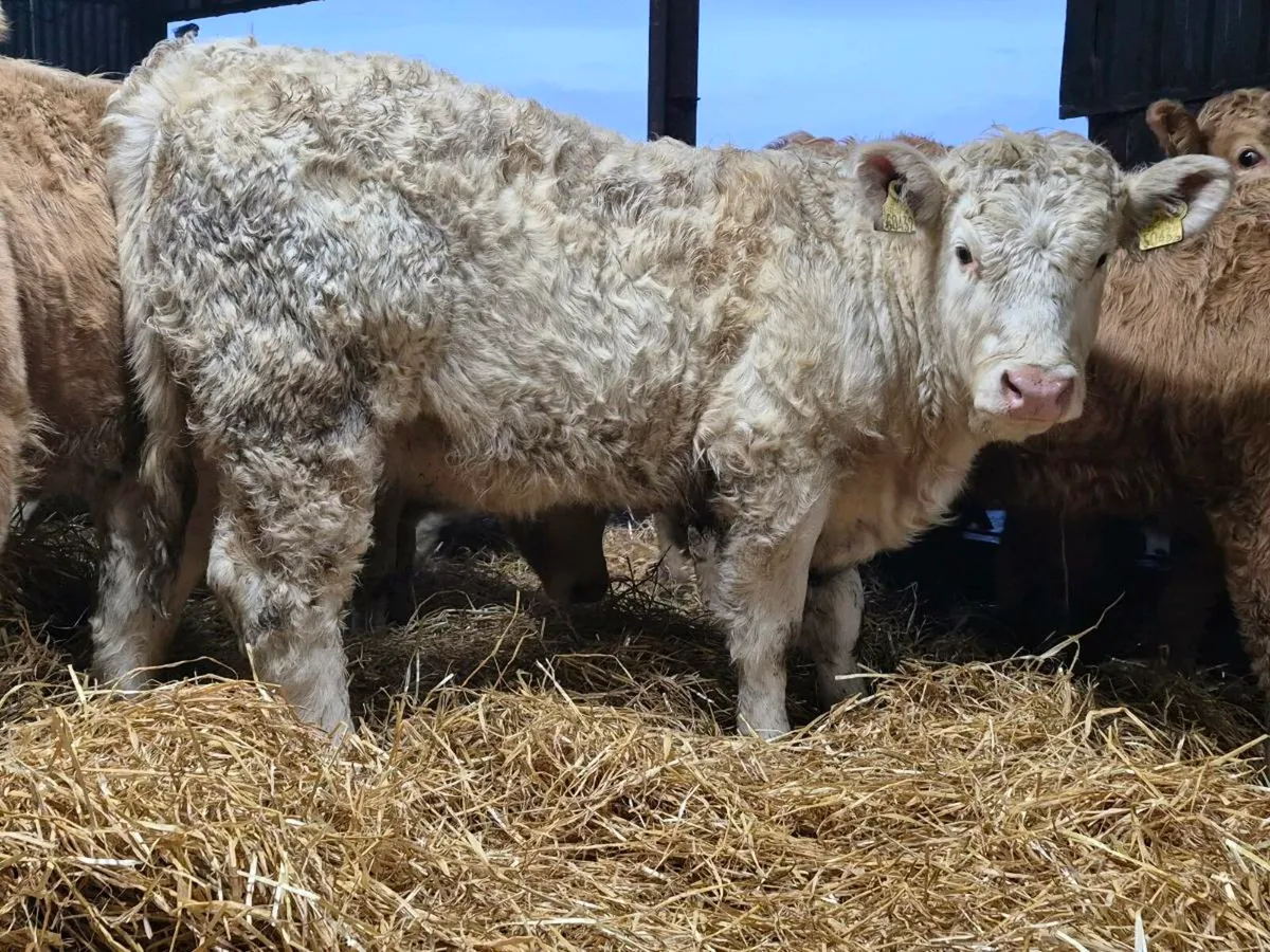 🌟 PBR Charollais Heifer 🌟 - Image 4