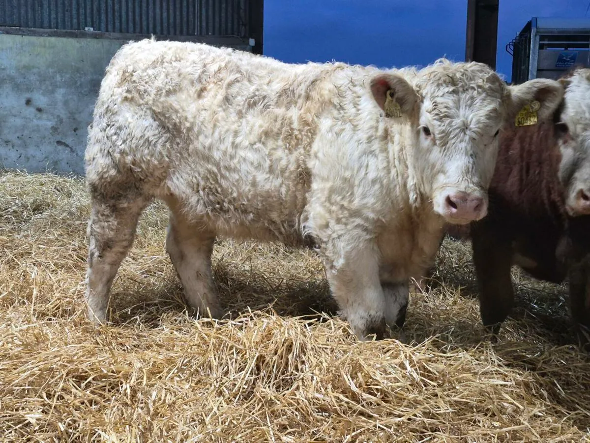 🌟 PBR Charollais Heifer 🌟 - Image 1