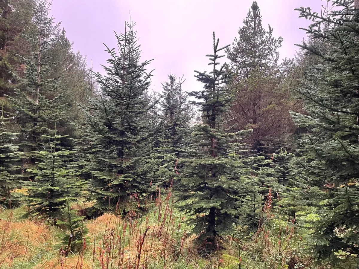 Christmas Trees - Image 4