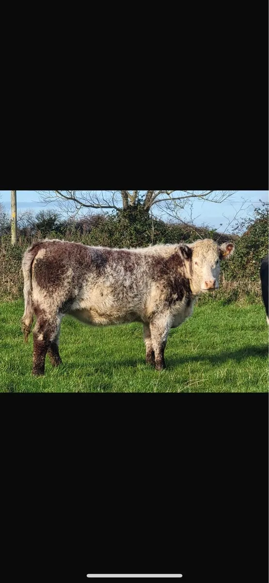 Breeding heifer lot 7D