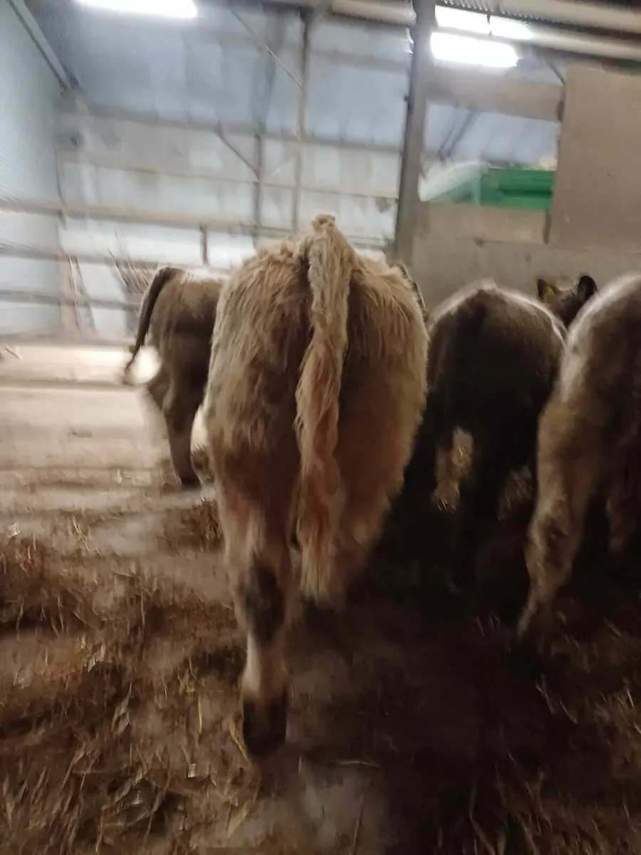 Organic weanlings for drumshanbo mart - Image 3