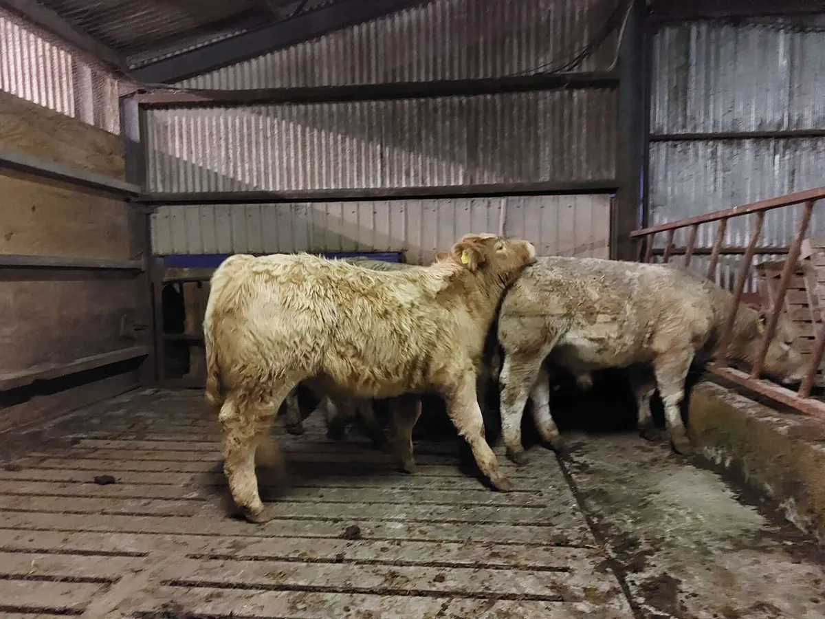 Organic weanlings for drumshanbo mart - Image 4
