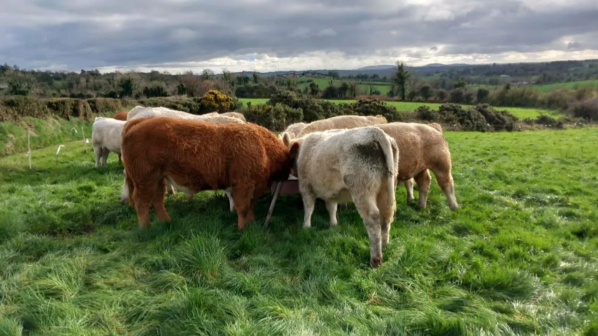 Beef cattle. - Image 4
