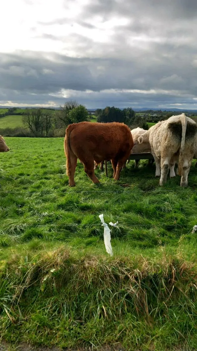 Beef cattle. - Image 1