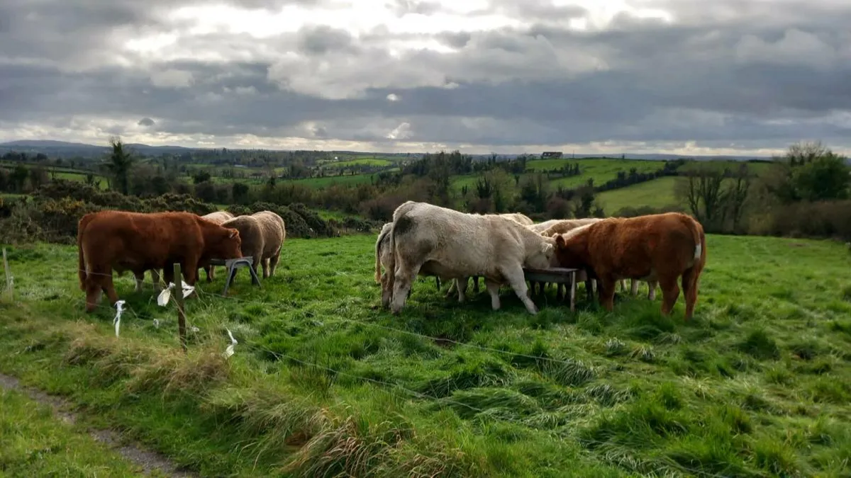 Beef cattle. - Image 2