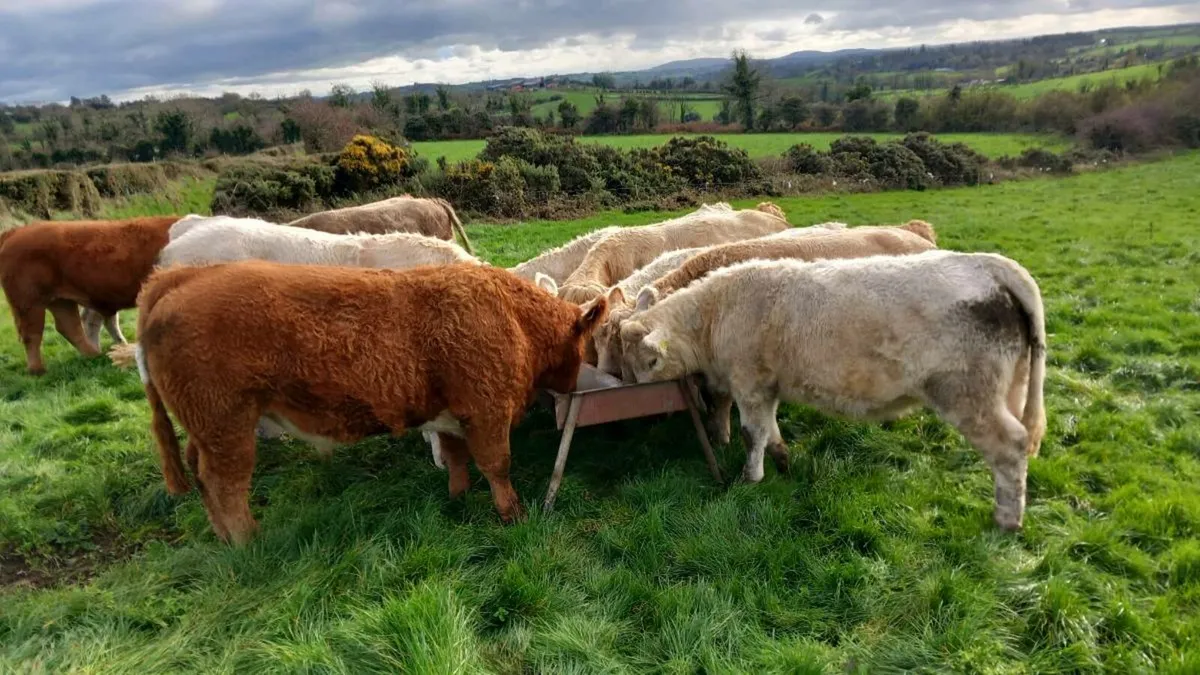 Beef cattle. - Image 3