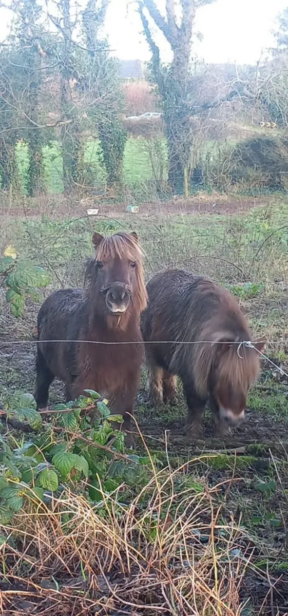 2 Miniature Shetland Ponies - Image 3