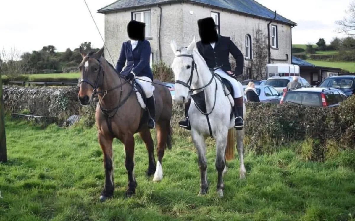 Hunter Irish draught 16.2hh by Luke skywalker - Image 2