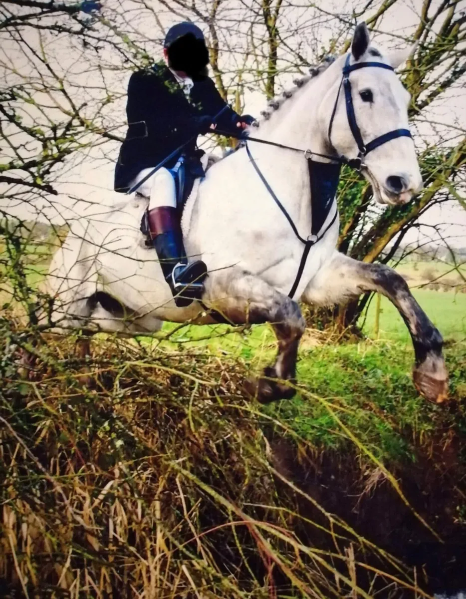 Hunter Irish draught 16.2hh by Luke skywalker - Image 1