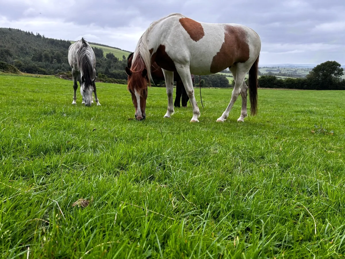 Livery/retirement Livery - Image 3