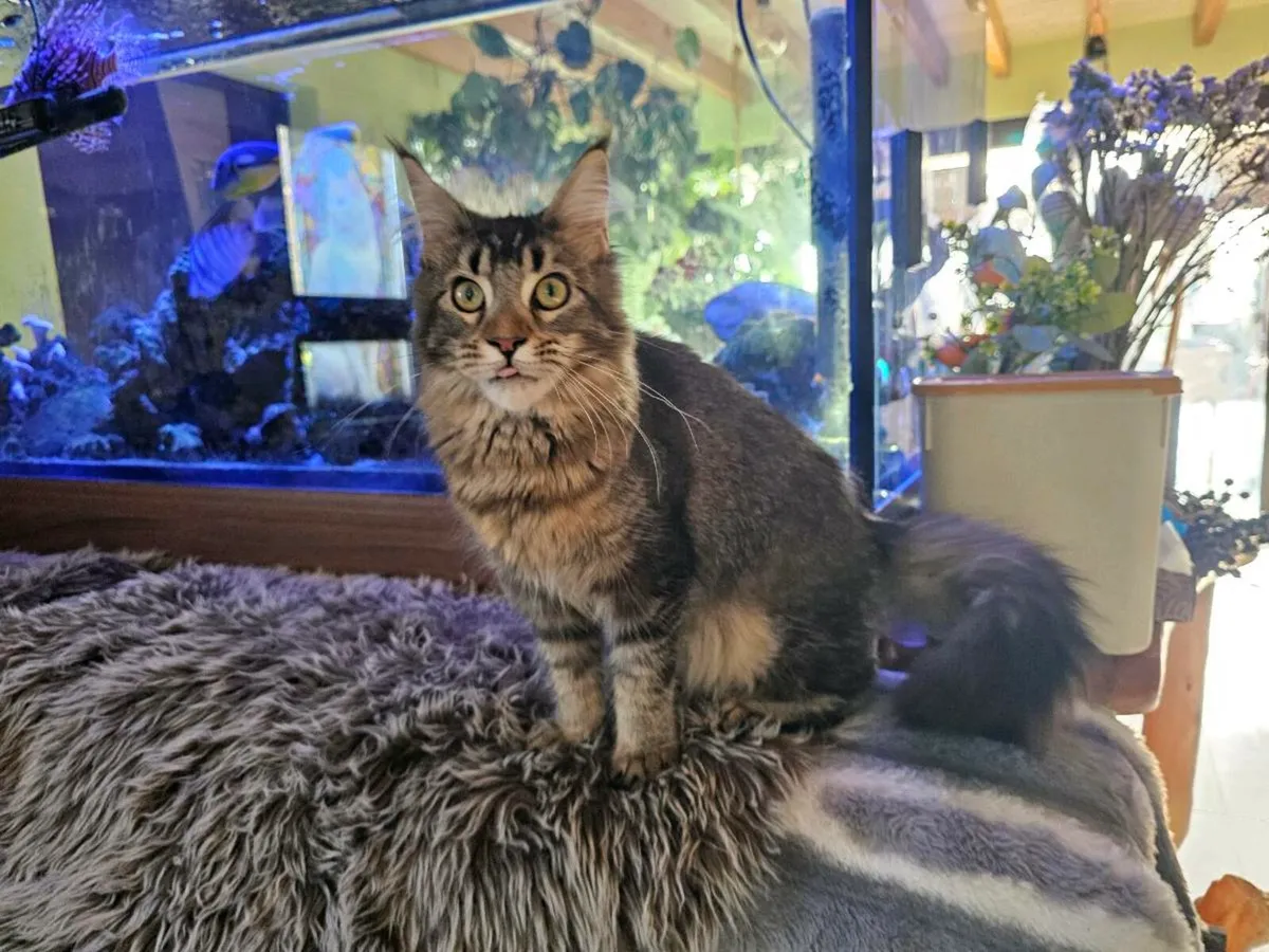 Pedigree Maine Coon female - Image 2