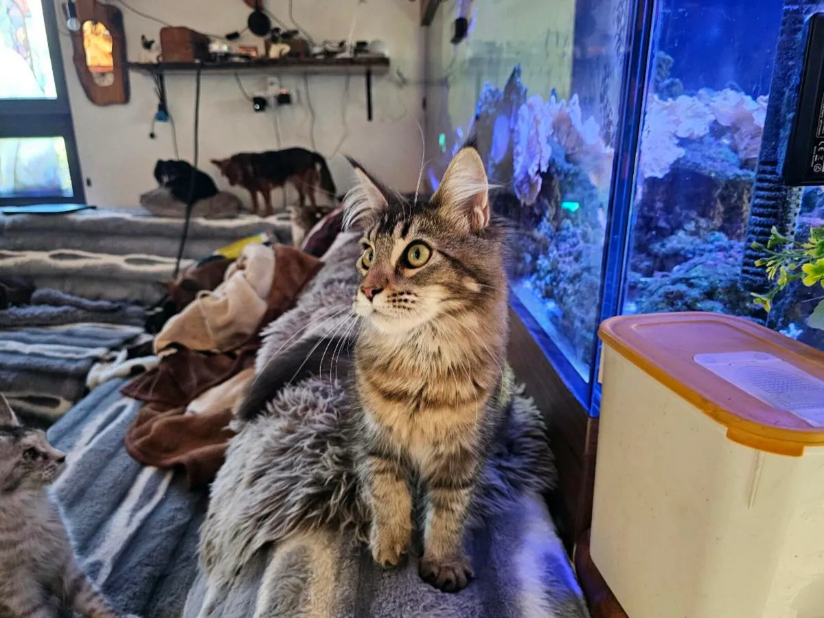 Pedigree Maine Coon female - Image 3