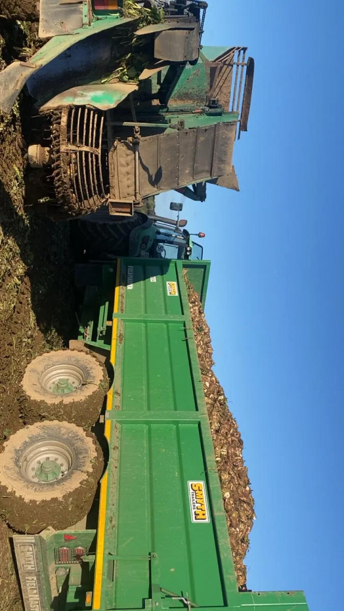 Magnum fodder beet - Image 1