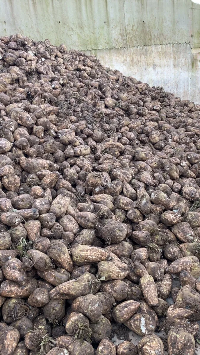 Magnum fodder beet - Image 2