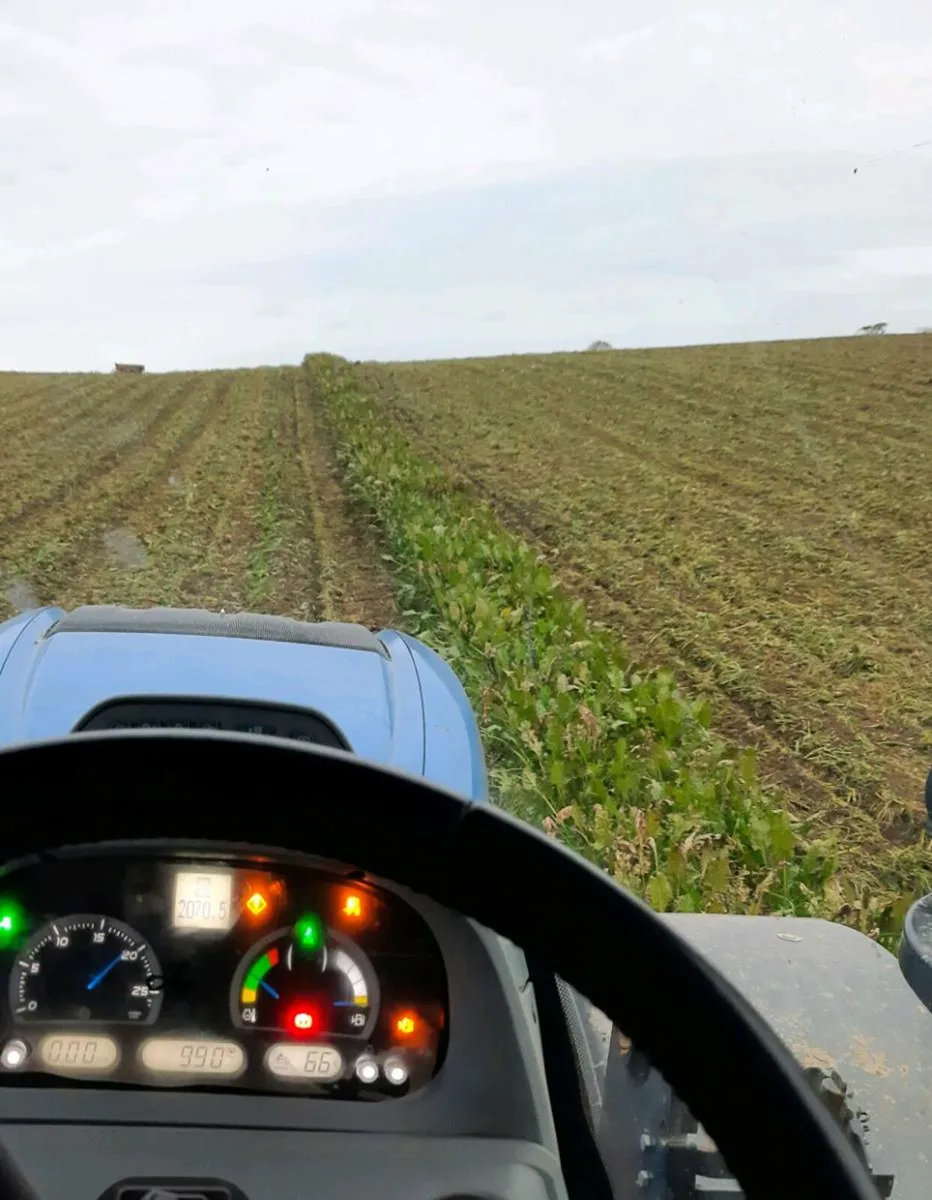 Hay, haylage, Silage,  Beet - Image 4