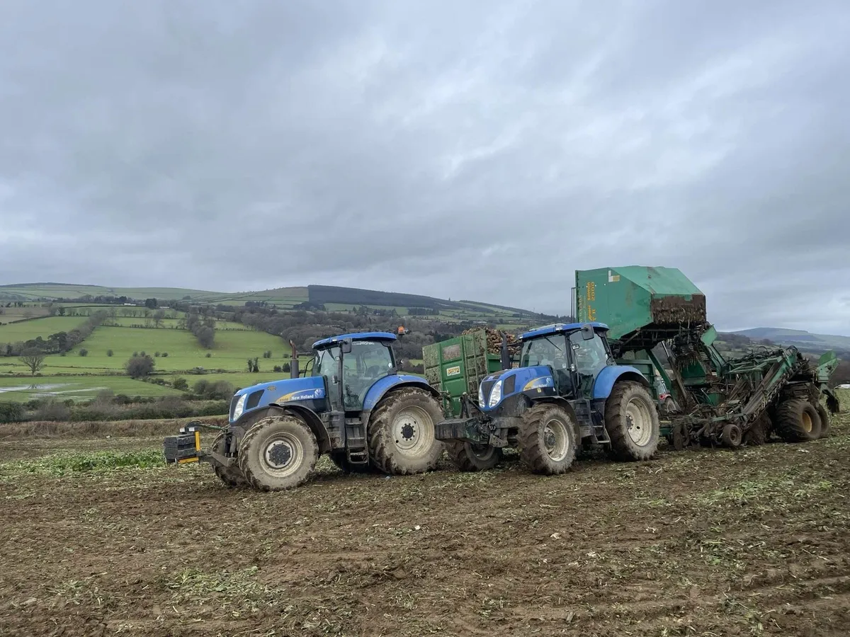 Magnum fodder beet - Image 4