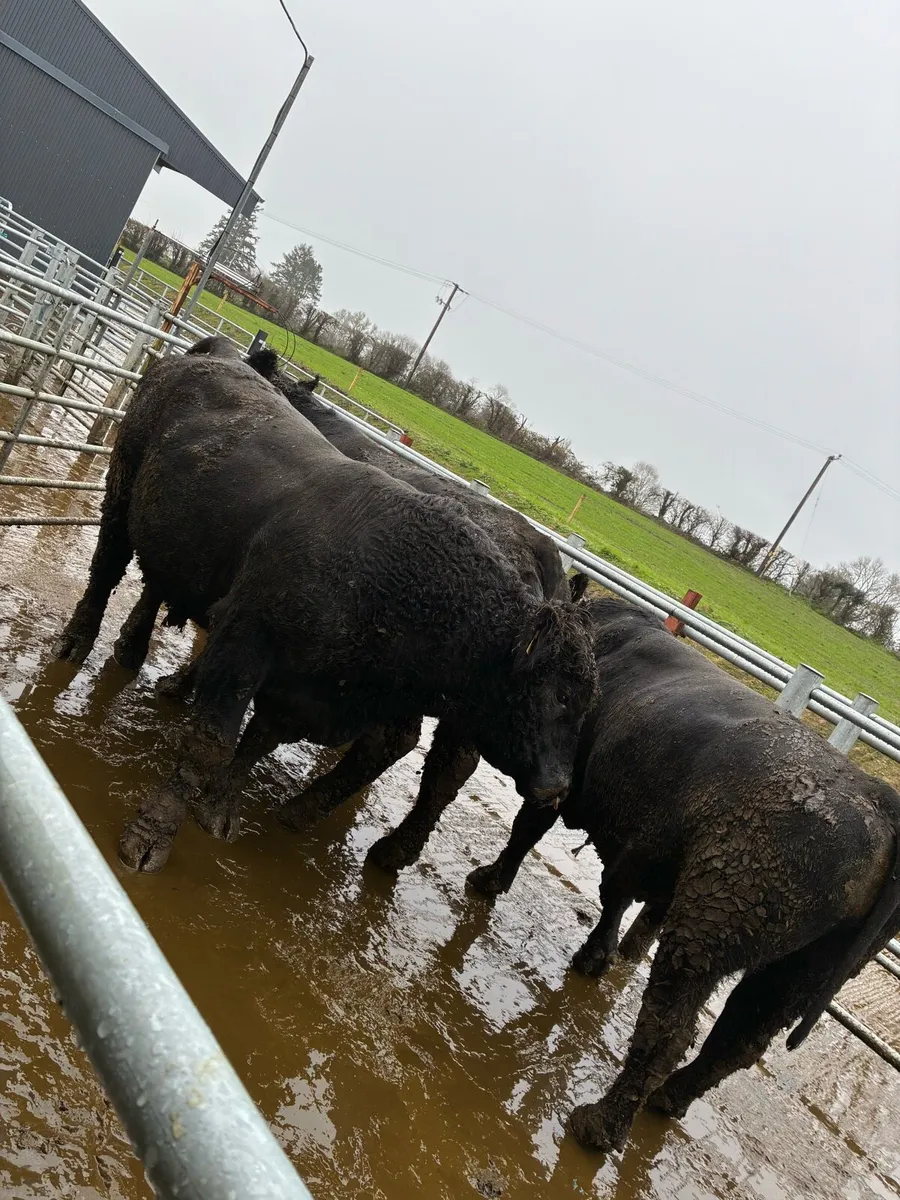 AA stock bulls - Image 2