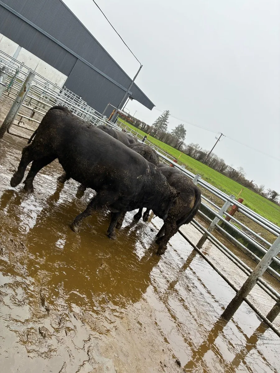 AA stock bulls - Image 3