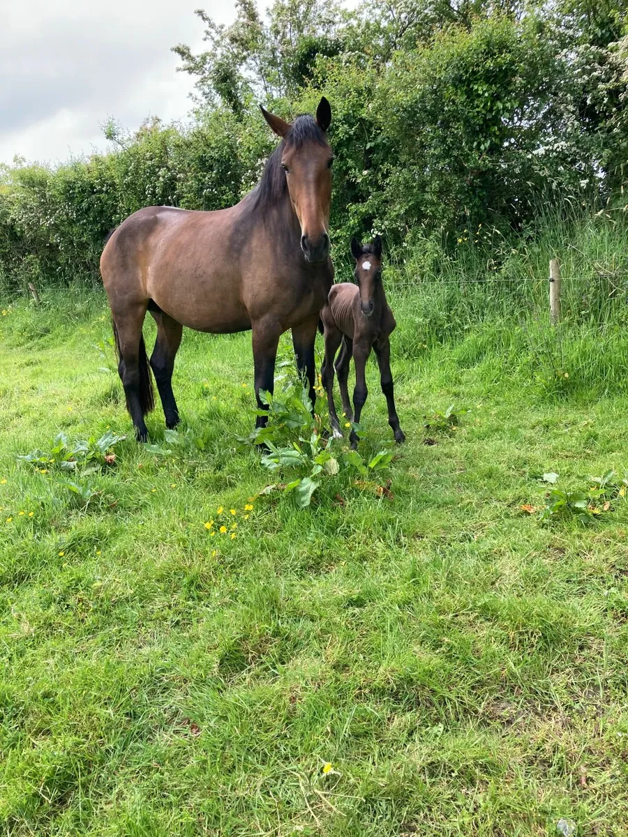 TIH Puissance mare in foal - Image 3