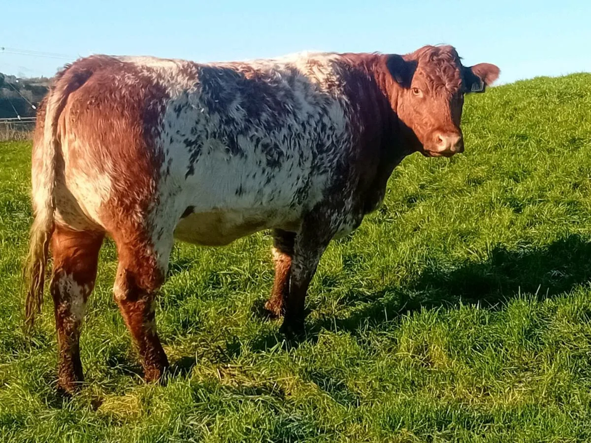 Springing heifers - Image 1