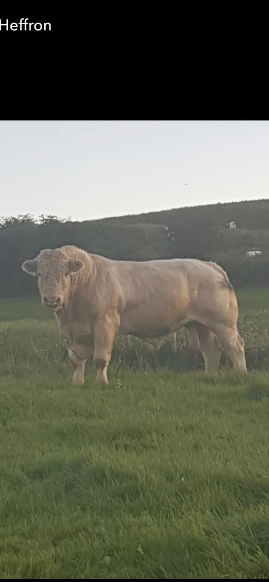 Calf debudding, Horn removal, Squeezing and Dosing - Image 1
