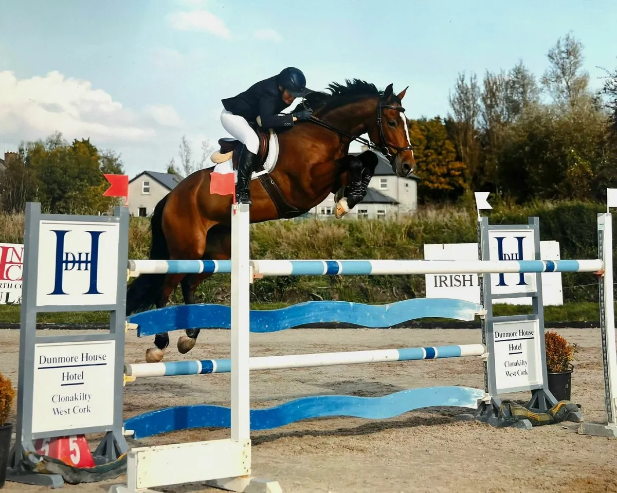 Horses for Sale - Image 1