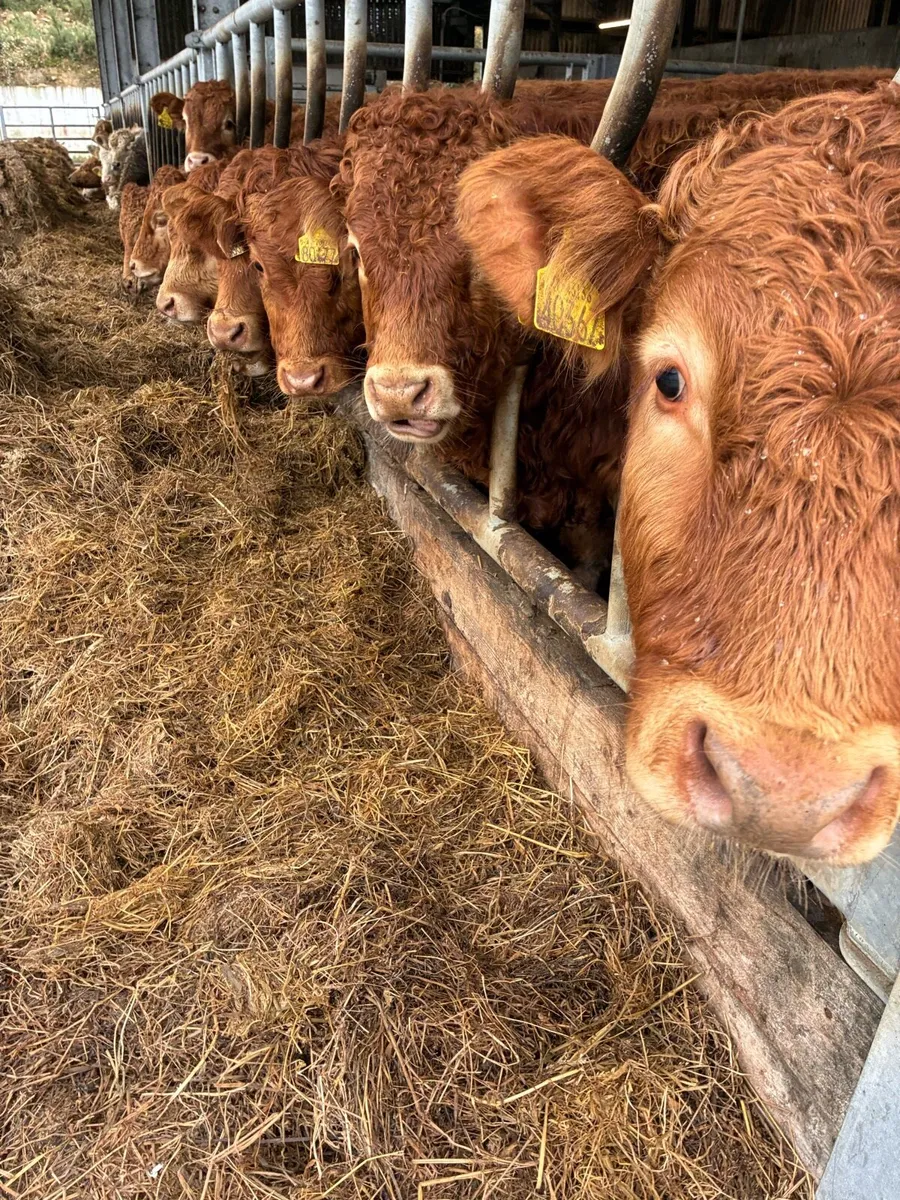 SUPER QUALITY LIM BULL WEANLINGS 340/350KG - Image 2