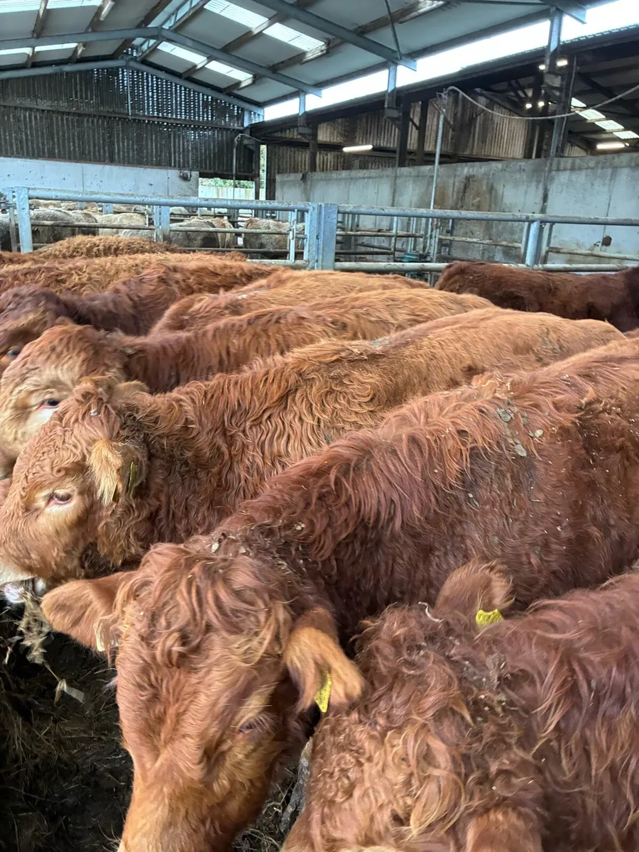 SUPER QUALITY LIM BULL WEANLINGS 340/350KG - Image 4