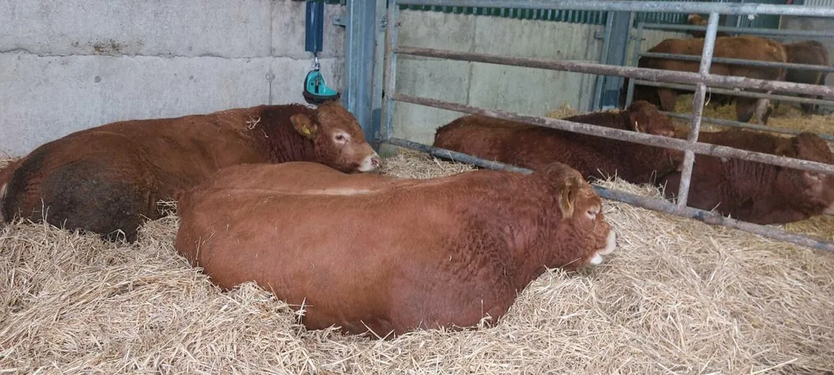 5 ☆ Pedigree Limousin Bulls for Sale - Image 1