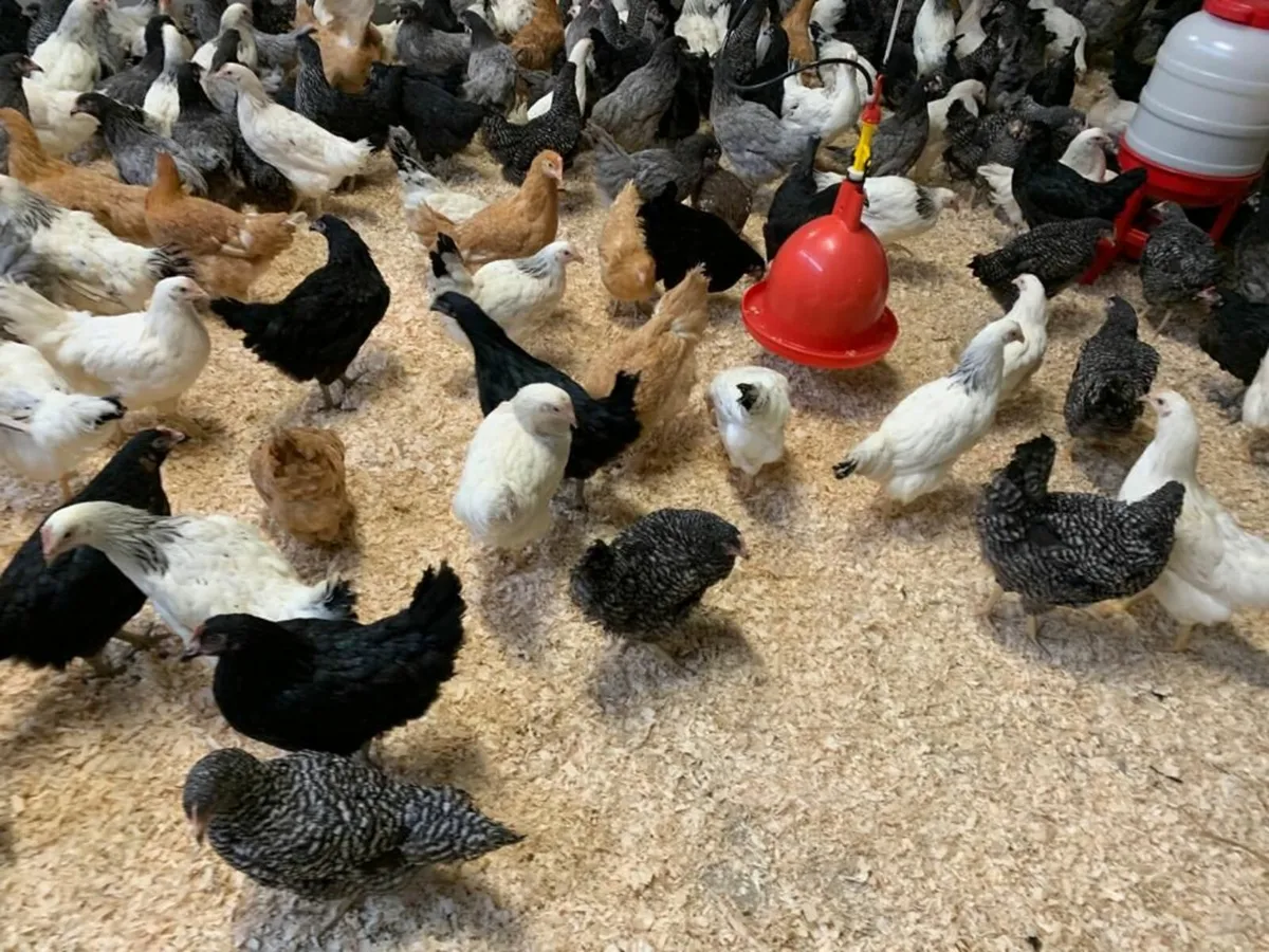 Point Of Lay Pullets - Image 4