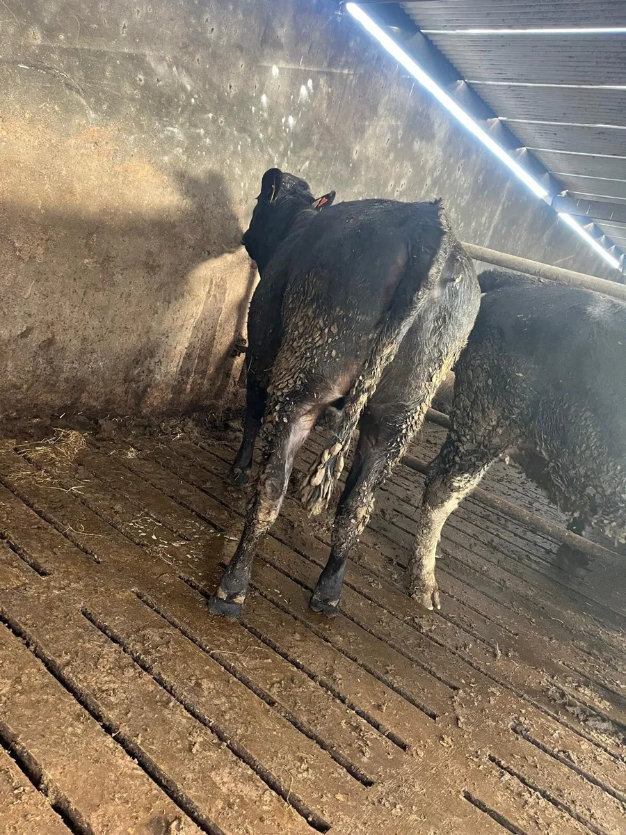 Incalf heifers - Image 4