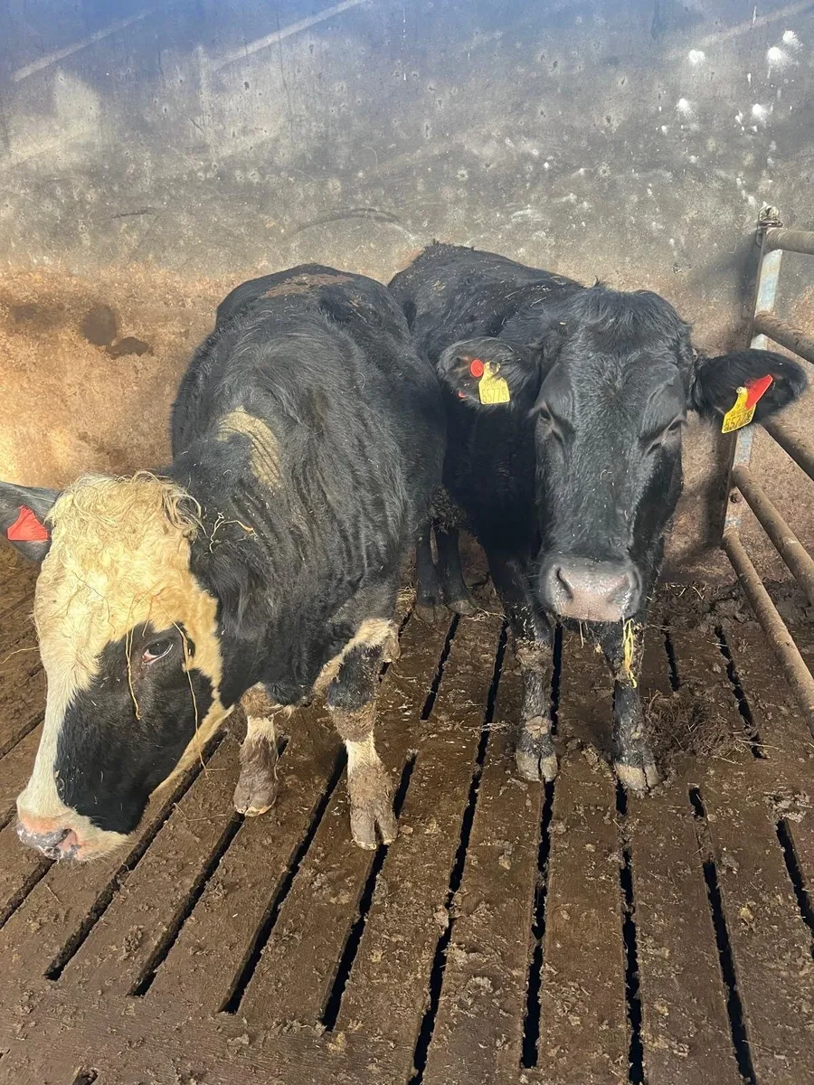 Incalf heifers - Image 1