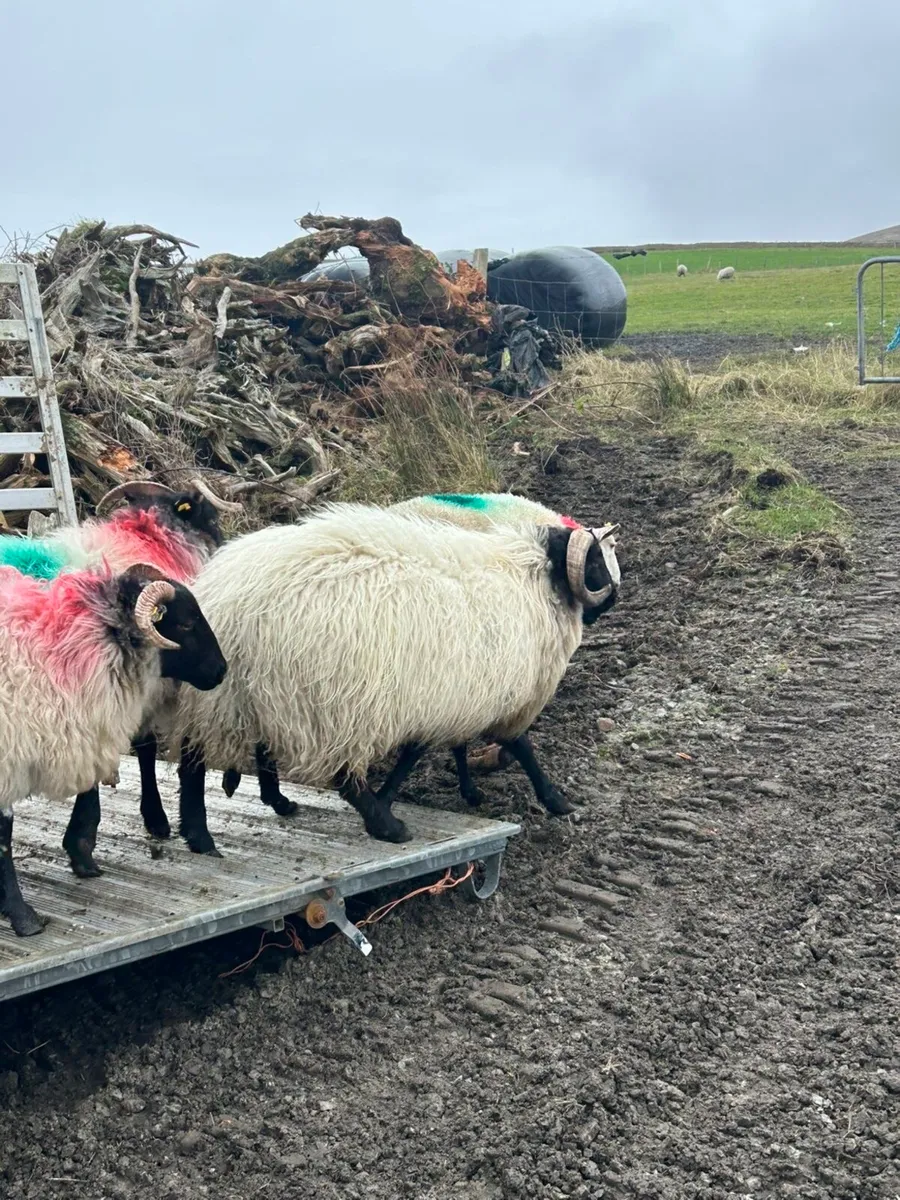 Black faced horney hoggets !! - Image 3