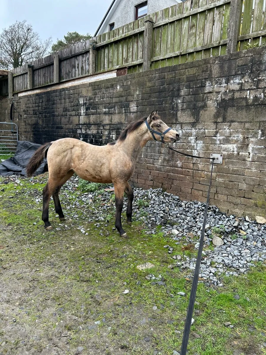 Dun ISH filly - Image 2