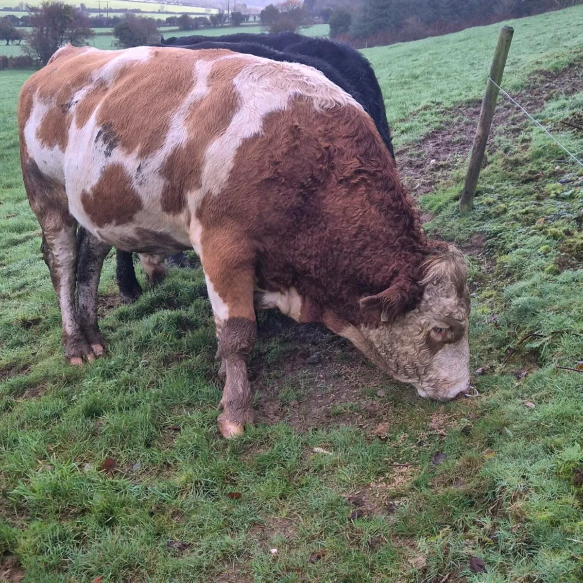 Fleckvieh Bull - Image 1