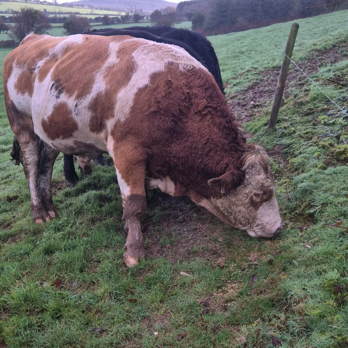 Fleckvieh Bull - Image 2