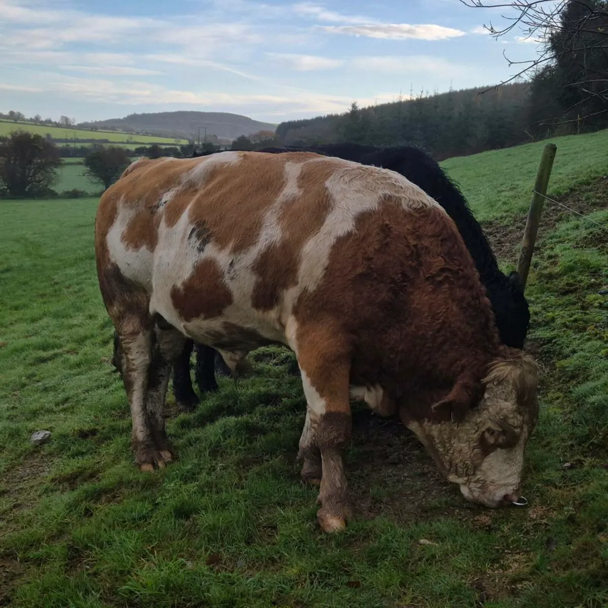 Fleckvieh Bull - Image 3