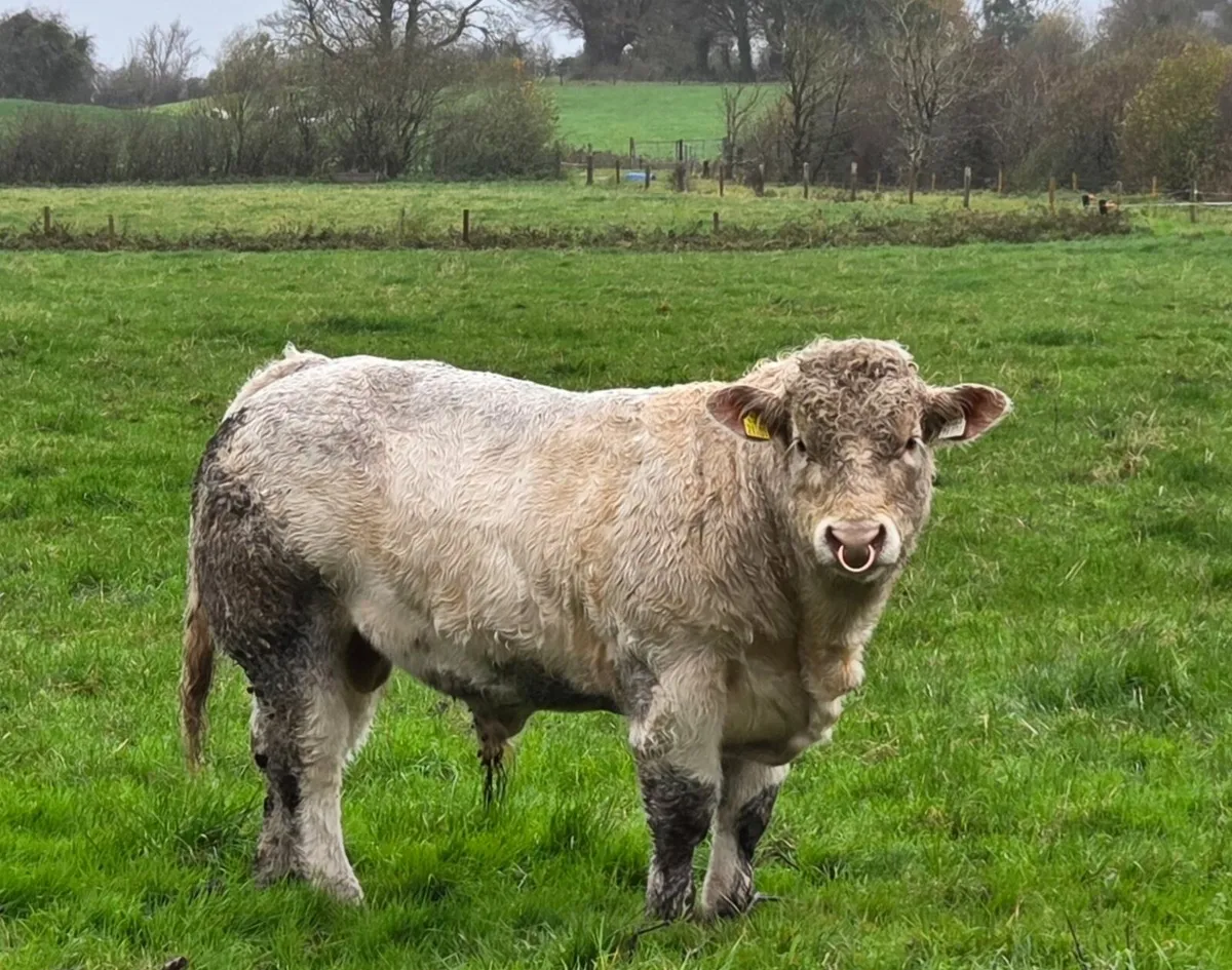 Charolais bull - Image 2