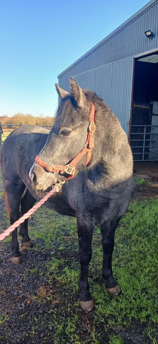 1 connemara filly and 1 connemara mare - Image 4