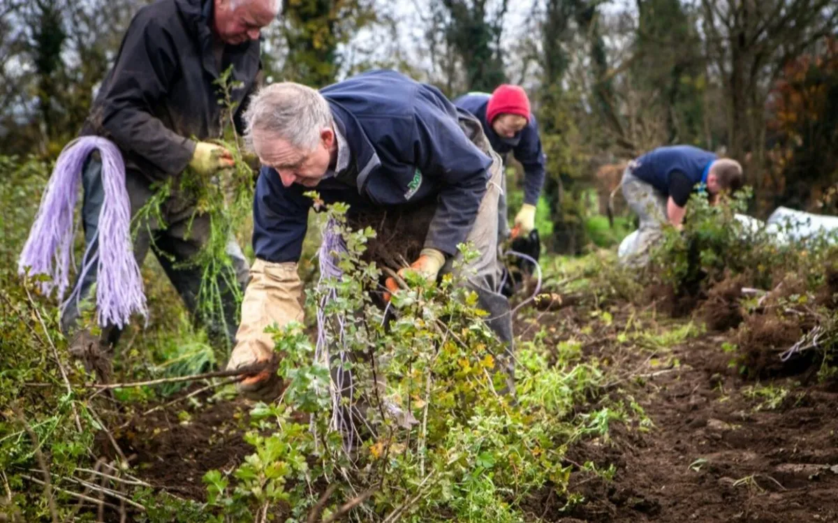 Irish Whitethorn Hedging for sale 🌳 - Image 1