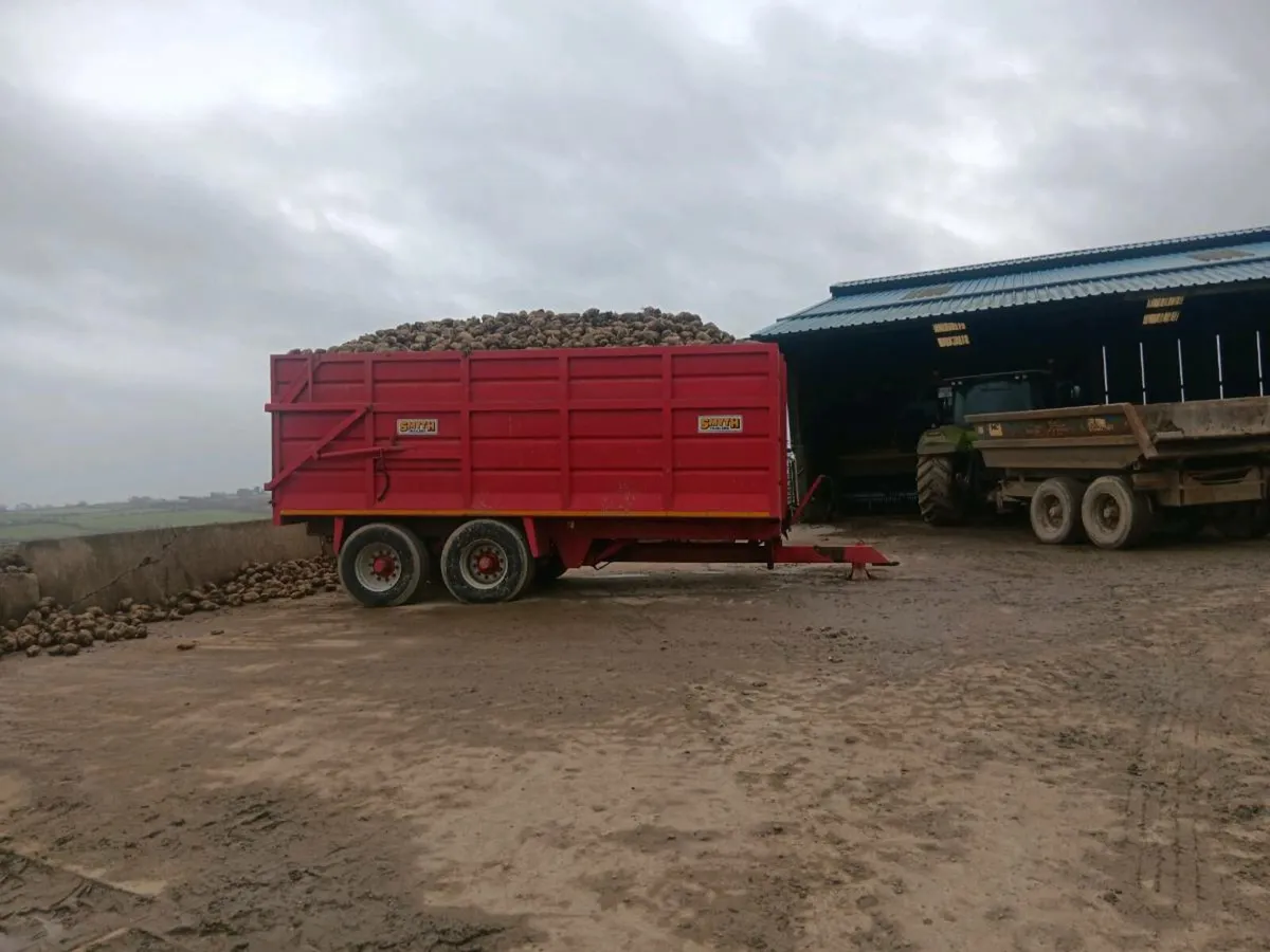 Beet For sale - Image 3