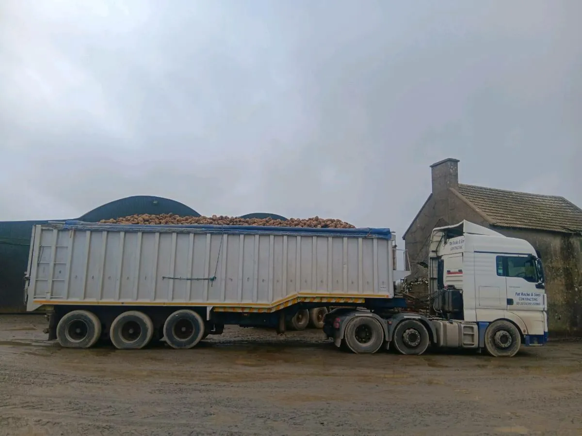 Beet For sale - Image 2