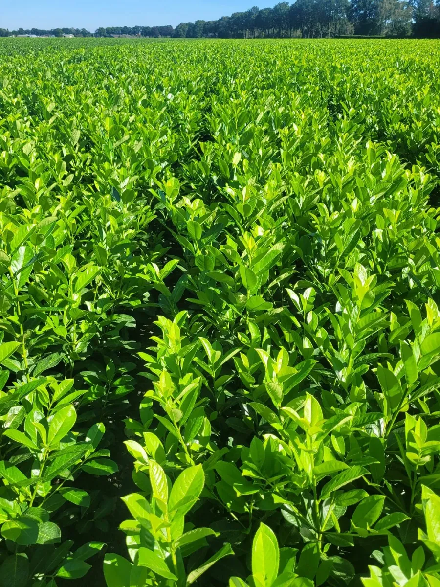 Laurell hedging for sale 🌳 - Image 1