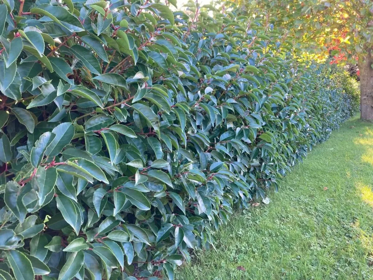 Laurell hedging for sale 🌳 - Image 3