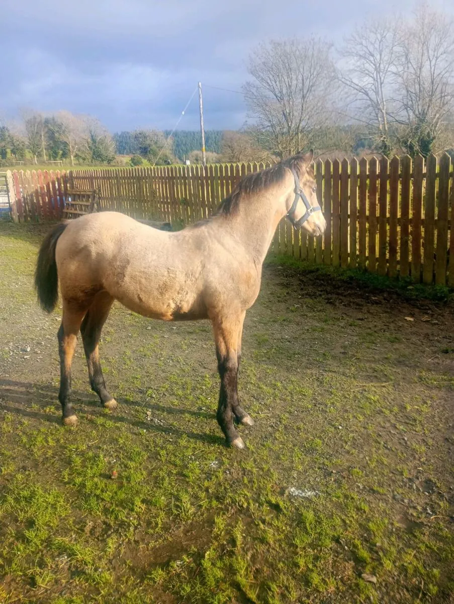 Dun ISH filly - Image 4